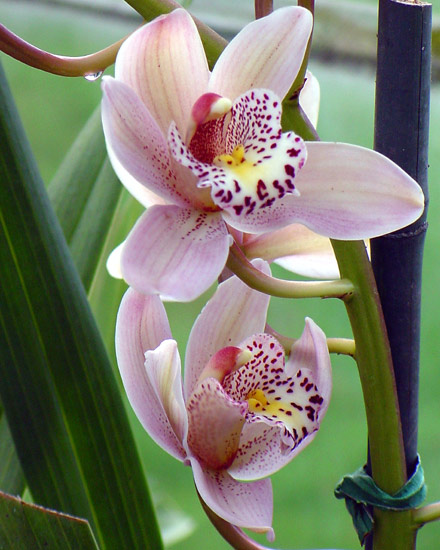 Lavender Pair