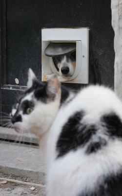 May 7: Cat-flap dog