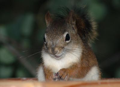 red squirrel DSC_0010.jpg