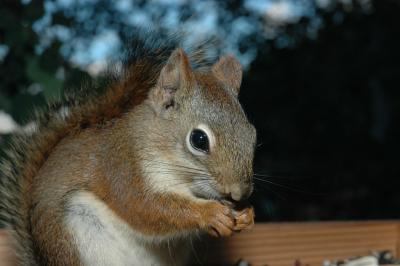 Red Squirrel DSC_0019.jpg