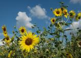 Sunflowers Pocatello Aug 2004 DSC_0034.jpg