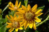 Arrowleaf balsamroot DSCF0090.JPG