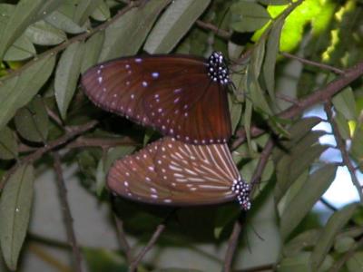 Euploea-mulciber.jpg