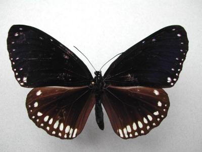Euploea-sylvester.Female.jpg