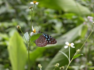 Ideopsis-similis.jpg