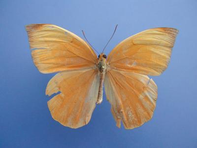 Aemona-amathusia.jpg