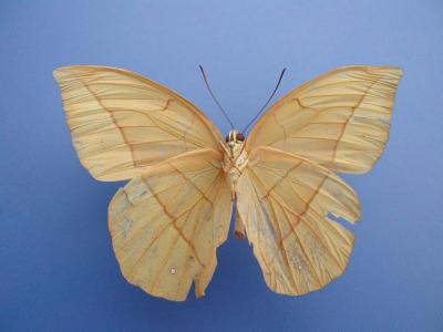 Aemona-amathusia.underside.jpg