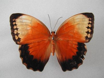 Stichophthalma-howqua.upper.jpg
