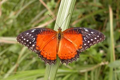 Cethosia-biblis.jpg