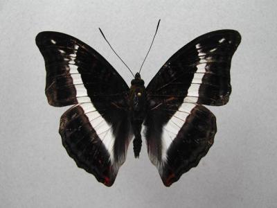 u18/vulien/medium/32995168.NymphalidaeParasarpadudu.jpg