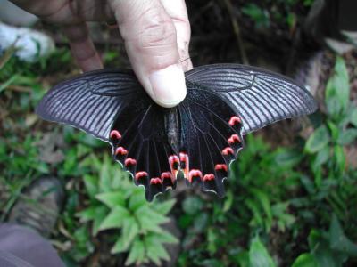 Papilio-dialis.jpg