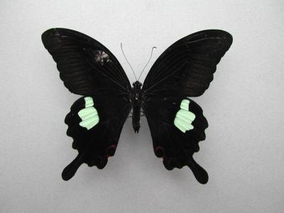 Papilio-helenus.jpg