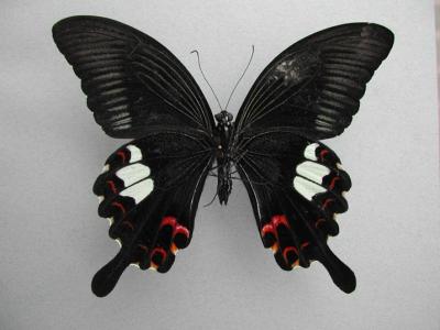 Papilio-helenus.underside.jpg
