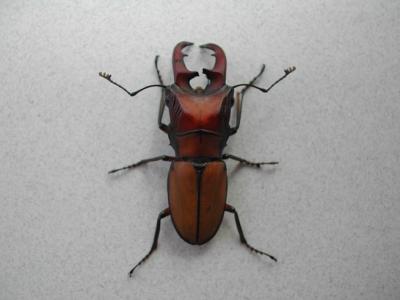 Beetle-6.jpg