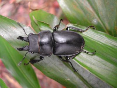 Beetle 7.jpg