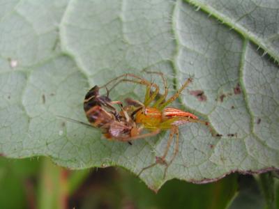 Fly-eating-spider.jpg