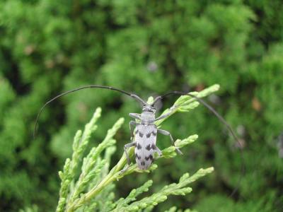 Longhorn-beetle-1.jpg