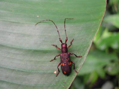 Lonhorn-beetle 4.jpg