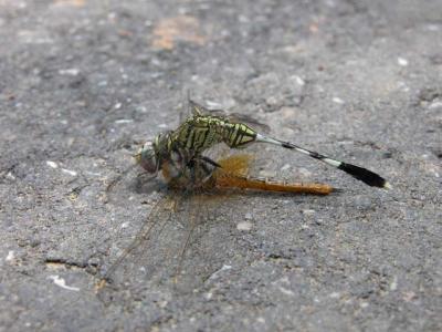 Dragon-fly-eating-dragon-fl.jpg