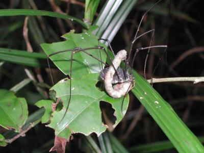 Insect-eating-spider.jpg