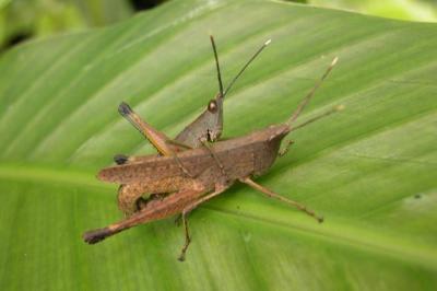 Mating-grasshoper.jpg