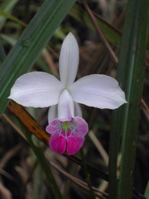 Orchid1.jpg