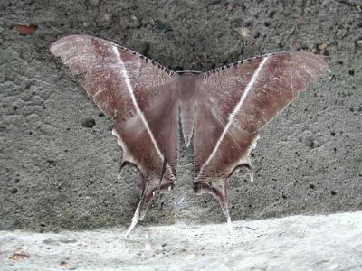 Moth-2.jpg