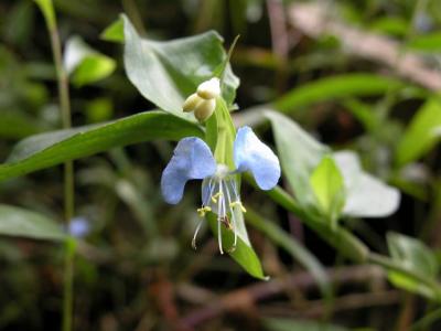 Flower2.jpg