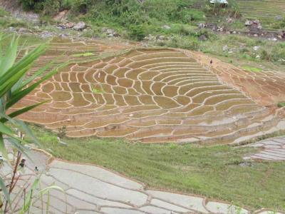 Terraced rice field-KonTum.jpg