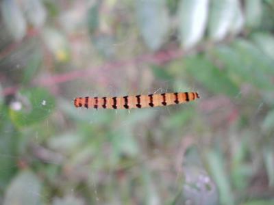 u18/vulien/medium/33065402.PhuQuocCaterpillar.jpg