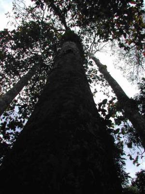 u18/vulien/medium/33065417.PhuQuocTrees.jpg