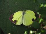 Eurema-hecabe.jpg