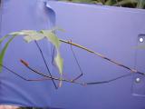 Walking-stick-insect.jpg