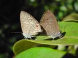 Mating butterflies_Phu Quoc.jpg