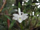 Orchid_Phu Quoc.jpg