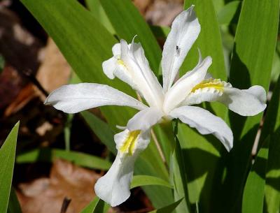 White Crested Dwarf Iris
