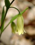 Sessile-leaf Bellwort 3