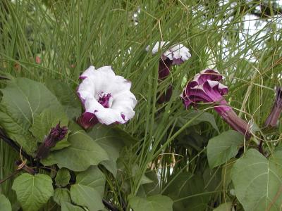 flower-1-03.JPG