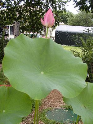 flower-4-03.jpg