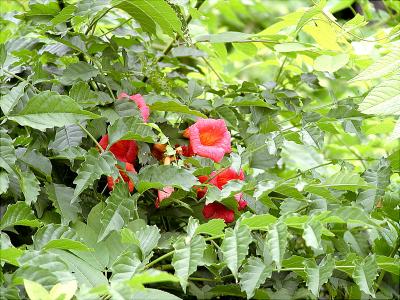 flower-5-03.jpg