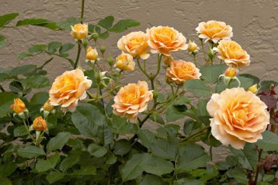 IMG_4612.jpg