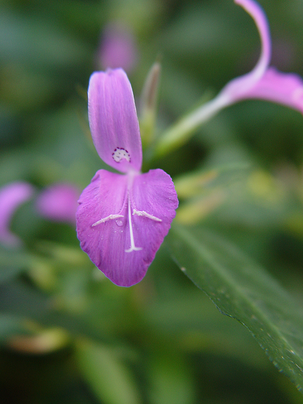 little purple flower