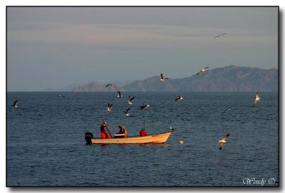 Fishermen & Seagulls