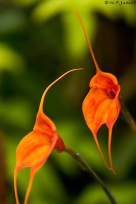 Exposio de Orqudeas - Jardim Botnico