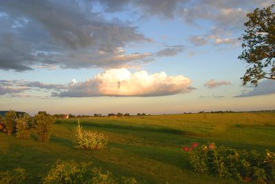 Howie and Kasey's backyard