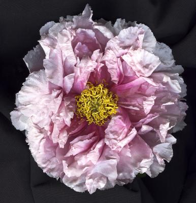 Tree Peony