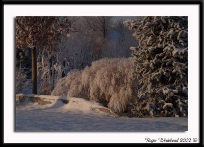 Early Morning Frost on the Snow