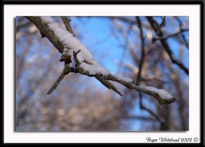 Snowy Branch