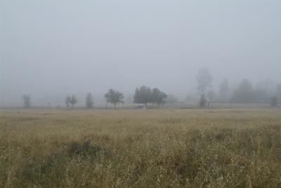 Meadow55.JPG