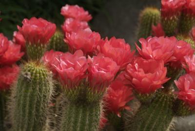 Redflower catus58.JPG